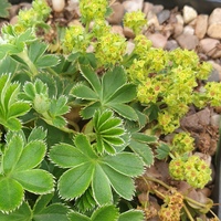 Alchemilla faroensis var. pumila